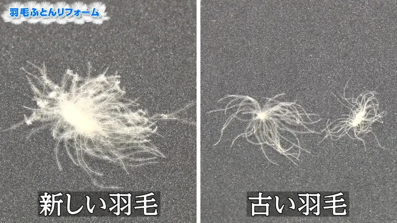 新しい羽毛と古い羽毛のダウンボールを並べた比較。古い羽毛は芯が小さく羽枝も減っている